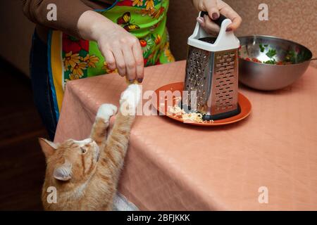 Ingwer Katze bittet in der Küche beim Kochen um Essen Stockfoto