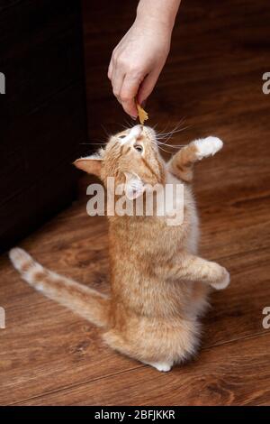 Ingwer Katze bittet in der Küche beim Kochen um Essen Stockfoto