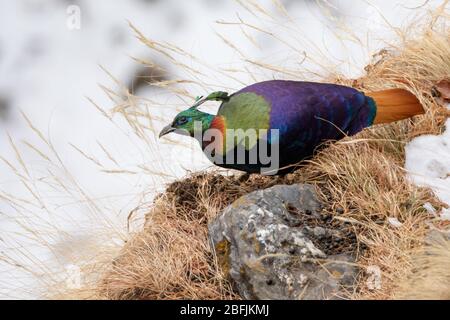 Männliche Himalayan Monal (Lophophorus Impejanus) im Kedarnath Wildlife Sanctuary, Uttarakhand, Indien Stockfoto