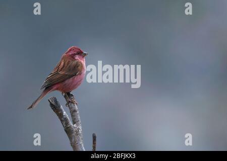 Rosafarbener Rosenfink (Carpodacus rodochroa) in Uttarakhand, Indien Stockfoto