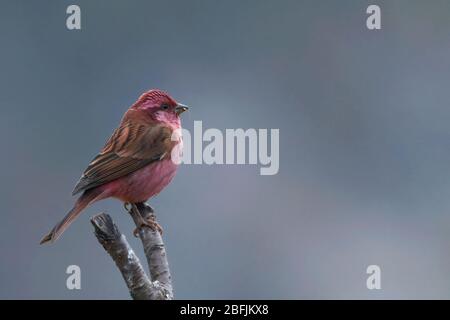 Rosafarbener Rosenfink (Carpodacus rodochroa) in Uttarakhand, Indien Stockfoto