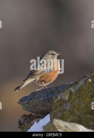 Alpine Accentor (Prunella collaris) in Uttarakhand, Indien Stockfoto