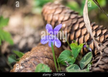 Erste violette Blüte in der Frühlingssonne Viola odorata Stockfoto