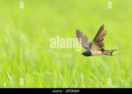 Schwalbe (Hirundo rustica) im Flug Stockfoto