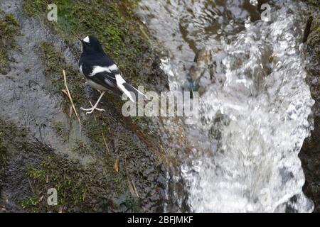 Kleiner Gabelschwanz (Enicurus scouleri) in Uttarakhand, Indien Stockfoto