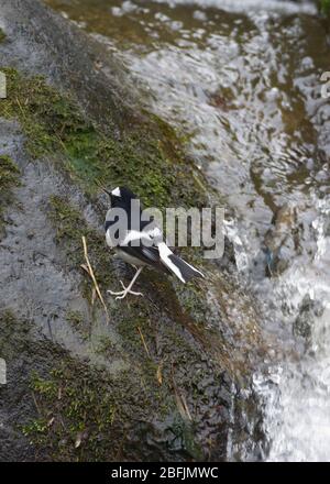 Kleiner Gabelschwanz (Enicurus scouleri) in Uttarakhand, Indien Stockfoto