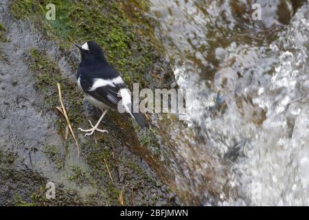 Kleiner Gabelschwanz (Enicurus scouleri) in Uttarakhand, Indien Stockfoto