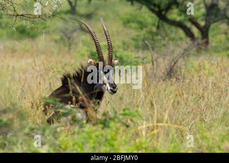 Männliches Tier mit Blick auf Kamera con Wildlife Reserve. Stockfoto