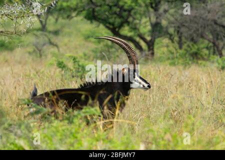 Männliche Zobelantilope auf hohem Gras, die Kamera anschaut. Stockfoto