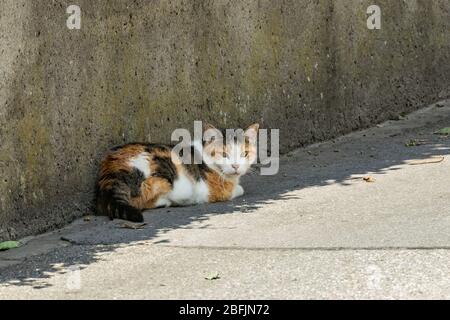 Eine halbschlafende Calico-Katze ruht friedlich im Schatten nahe einem hohen Betonzaun am Rande einer Asphaltstraße. Stockfoto