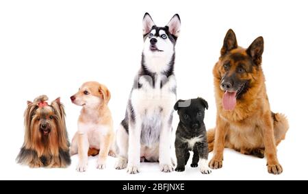 Collage von niedlichen Hunden isoliert auf weiß Stockfoto