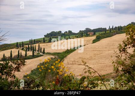 In der Nähe von Montepulciano, eine Zypresse Ausrichtung entlang einer Strecke, die zu einem Bauernhof (Toskana - Italien). Alignement de cyprès en Toscane (Italien). Stockfoto