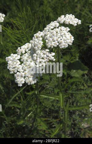 Gewerbliche Schafgarbe, Achillea millefolium ssp. Millefolium Stockfoto