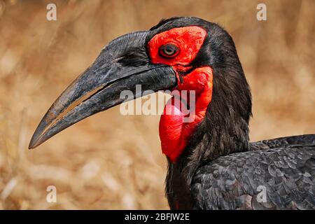 Südliche Erdhornvogel, Kruger NP, Südafrika Stockfoto