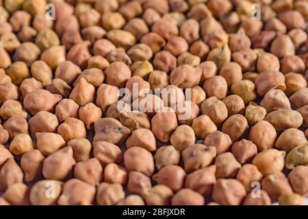 Selektiver Fokus.Chickpea mit Schoten.die Kichererbsen oder Küken Erbsengewächse (Cicer arietinum) ist eine jährliche Legume der Familie Fabaceae, Unterfamilie Faboideae. Stockfoto