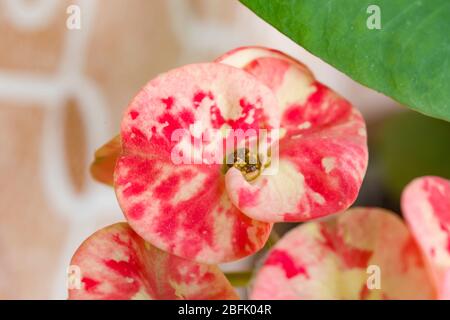 Euphorbia ist eine sehr große und vielfältige Gattung von Blütenpflanzen, die gemeinhin als wolfsmilch Wolfsmilch, in der Familie (Euphorbiaceae). Stockfoto