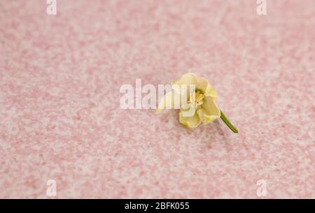 Zephyranthes bedeutet Blume des Westwindes. Blüten dieser Art erscheinen sehr bald nach erheblichen Regenfällen, daher werden sie manchmal als Regen Lil bezeichnet Stockfoto