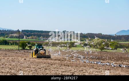 East Lothian, Schottland, Großbritannien. April 2020. UK Wetter: Ein Landarbeiter pflügt ein Erntefeld in der Sonne mit einer Masse von Möwen nach dem Traktor Stockfoto