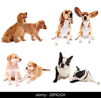 Hund-collage Stockfoto