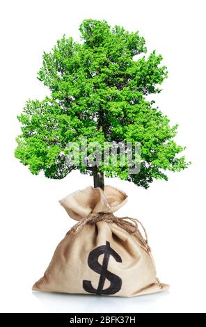 Grüner Baum in Beutel mit einem Dollarzeichen auf weiß isoliert Stockfoto