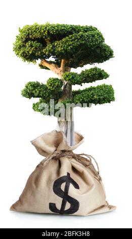 Grüner Baum in Beutel mit einem Dollarzeichen auf weiß isoliert Stockfoto