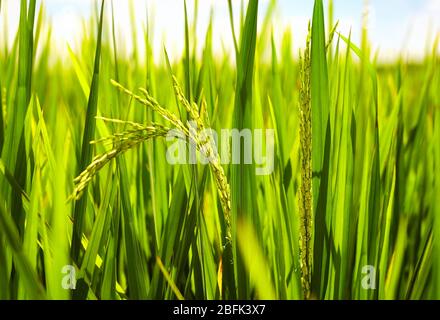 Junge Reisstängel reifen unter der Sonne auf Reisfeld Stockfoto