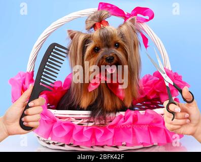 Yorkshire Terrier Pflege im Salon für Hunde Stockfoto