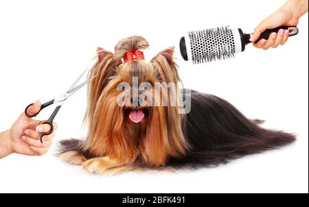 Yorkshire Terrier Pflege im Salon für Hunde, isoliert auf weiß Stockfoto