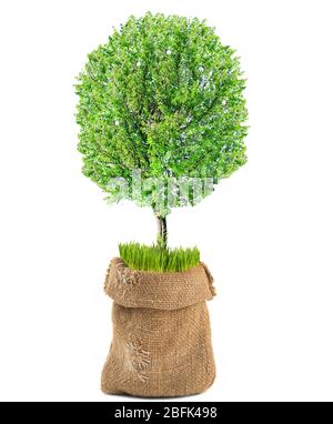 Grüner Baum in Sacktuch Tasche isoliert auf weiß Stockfoto