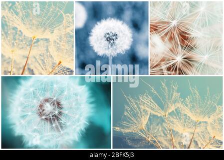 Schöne Natur Collage mit Löwenzahn Blumen Stockfoto