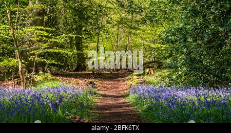 Pfad durch wilde Bluebells unter den Bäumen, fotografiert im Pear Wood neben dem Stanmore Country Park in Stanmore, Middlesex, Großbritannien Stockfoto