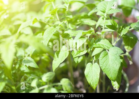 Viele Sämlinge junger Kirschtomaten auf Fensterbank. Tomaten im Gewächshaus anbauen. Weiches Sonnenlicht aus dem Fenster Stockfoto