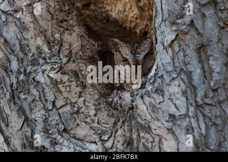 östlicher Kreischeul (Megascops asio) Stockfoto