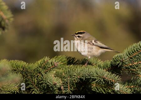 Männliches goldgekröntes Königlein (Regulus satrapa) im Frühjahr Stockfoto