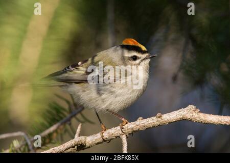 Männliches goldgekröntes Königlein (Regulus satrapa) im Frühjahr Stockfoto