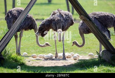 Essen, Deutschland. 19. Apr 2020. firo: 19.04.2020, Deutschland, NRW, Essen, Fauna, Tiere, Ornithologie, vv? Gel, Strauss, Vogel Strauvu, auf einer Strauvuenfarm in Essen drei Mütter brüteten Eier, Gelege, und weltweit verwendet Quelle: dpa/Alamy Live News Stockfoto