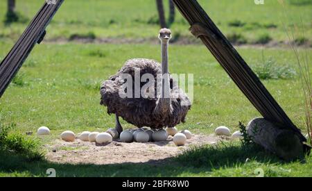 Essen, Deutschland. 19. Apr 2020. firo: 19.04.2020, Deutschland, NRW, Essen, Fauna, Tiere, Ornithologie, vv? Gel, Strauss, Vogel Strauvu, auf einer Strauvuenfarm in Essen brütet ein Muttertier die Eier, das Gelege, und verwendet weltweit Credit: dpa/Alamy Live News Stockfoto