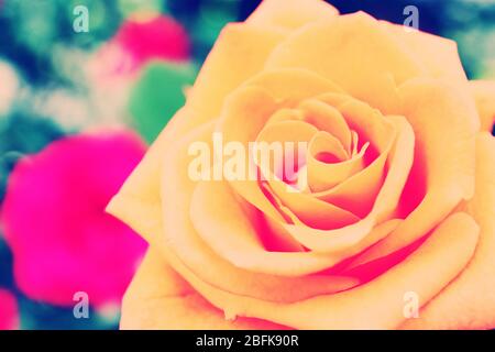 Schöne orange Rose, Nahaufnahme Stockfoto