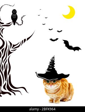 Katze mit Hexenhut für halloween, isoliert auf weiß Stockfoto