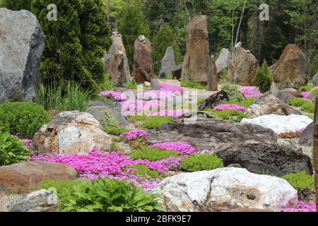 Schöner Steingarten mit Phlox und Grün in voller Blüte durchsetzt Stockfoto