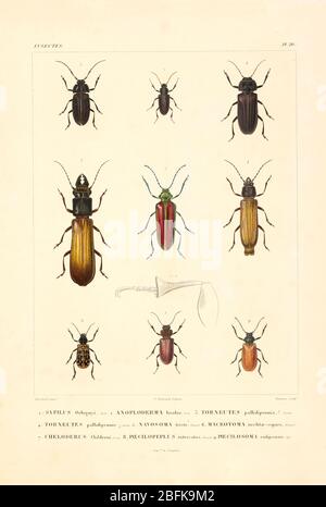 Insekten Südamerikas aus dem Buch 'Voyage dans l'Amérique Méridionale' [Reise nach Südamerika: (Brasilien, die östliche republik Uruguay, die argentinische Republik, Patagonien, die republik Chile, die republik Bolivien, die republik Peru), hingerichtet in den Jahren 1826 - 1833] von: Orbigny, Alcide Dessalines d', 1802-1857; Montagne, Jean François Camille, 1784-1866; Martius, Karl Friedrich Philipp von, 1794-1868 Veröffentlicht Paris :Kaz Pitois-Levrault et c.e ... ;1835-1847 Stockfoto