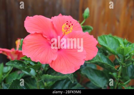 Leuchtend rosa Hibiskus in voller Blüte mit grünen Blättern und einem Holzhintergrund Stockfoto