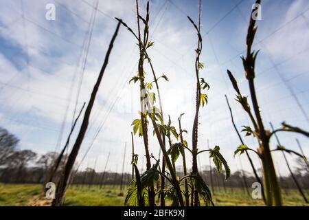 Junge Frühlingshopfenerschiesse in der preisgekrönten Brauerei und Hopfenfarm der Larkins Brewery in Chiddingstone, Kent, Großbritannien Stockfoto