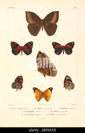 Schmetterling und Schmetterlinge Südamerikas aus dem Buch 'Voyage dans l'Amérique Méridionale' [Reise nach Südamerika: (Brasilien, die östliche republik Uruguay, die argentinische Republik, Patagonien, die republik Chile, die republik Bolivien, die republik Peru), hingerichtet in den Jahren 1826 - 1833] von: Orbigny, Alcide Dessalines d', 1802-1857; Montagne, Jean François Camille, 1784-1866; Martius, Karl Friedrich Philipp von, 1794-1868 Veröffentlicht Paris :Kaz Pitois-Levrault et c.e ... ;1835-1847 Stockfoto