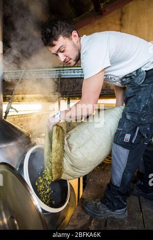 Braumeister Chris Taylor beim Bierbrauen in der preisgekrönten Brauerei und Hopfenfarm der Larkins Brewery in Chiddingstone, Kent, Großbritannien, Hopfen hinzufügen Stockfoto