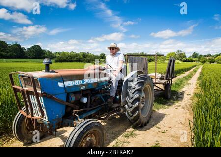 Hopfenbauer auf dem Traktor bei der Hopfenernte und Hopfenernte in der Larkins Brewery, der preisgekrönten Brauerei und Hopfenfarm in Chiddingstone, Kent, Großbritannien Stockfoto