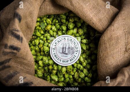 Ein Sack grüner Hopfen für das jährliche Green Hop Beer in der Larkins Brewery - preisgekrönte Brauerei und Hopfenfarm in Chiddingstone, Kent, Großbritannien Stockfoto