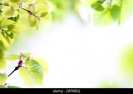 Frische Frühlingszweige mit grünen Blättern auf verschwommenem Hintergrund Stockfoto