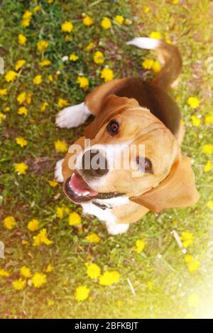 Lustige niedliche Beagle Hund im Park auf grünem Gras Stockfoto
