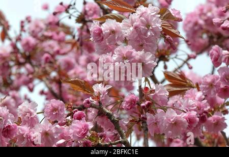 Magheralin, County Armagh, Nordirland. April 2020. UK Wetter - ein bekanntes Muster die letzten Tage mit grauen Wolken beginnt und dann sonnige Intervalle am Nachmittag, nachdem die Sonne durchbrochen hat. Rosa Kirschblüte in Blüte. Credit: CAZIMB/Alamy Live News. Stockfoto